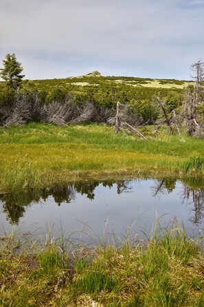 A natural landscape with a pond, grassy areas, and trees. - Rebelka 1 by Interhome (Horni Misecky)