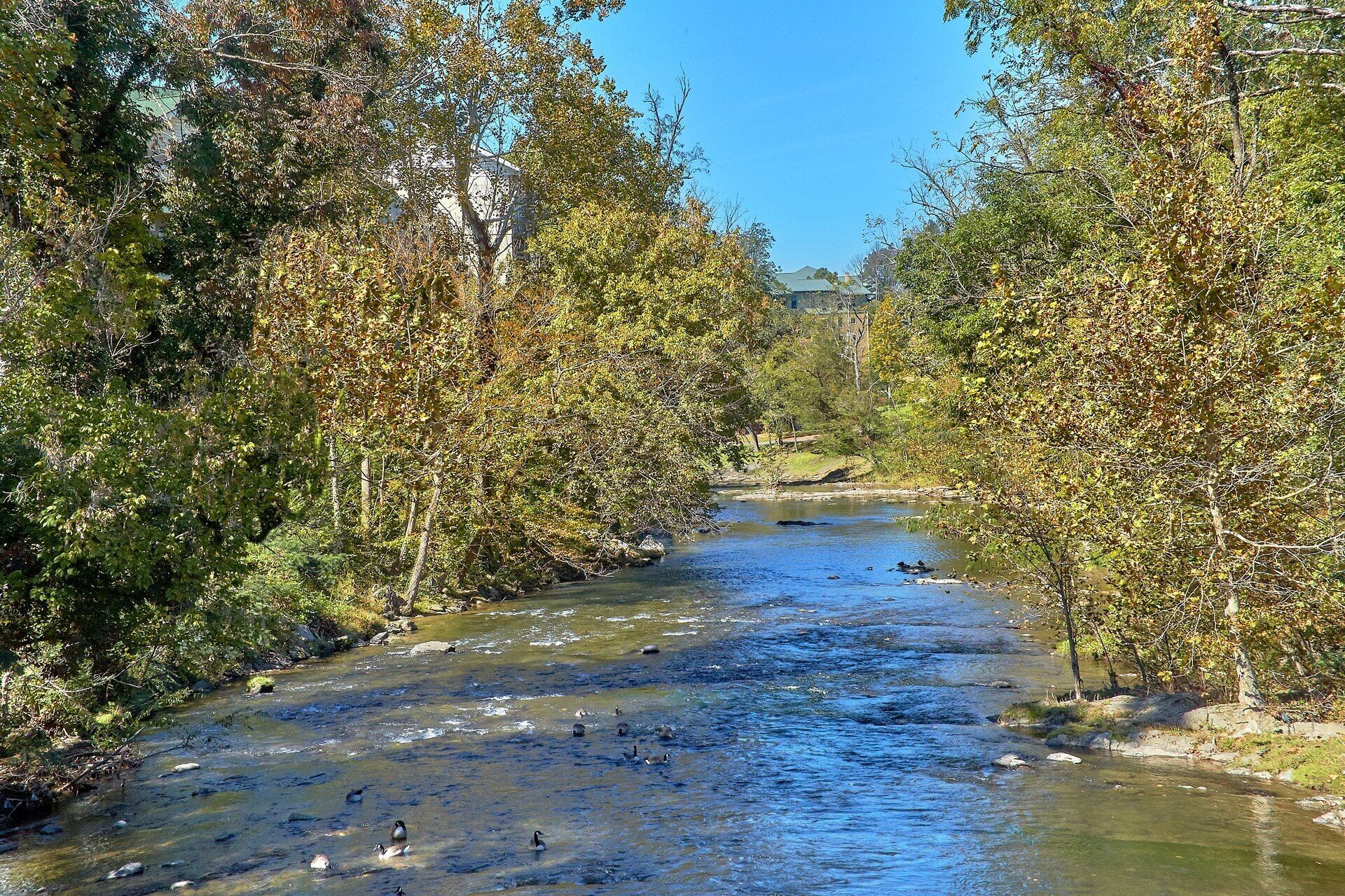 Ein Fluss, der durch ein bewaldetes Gebiet fließt, gesäumt von Bäumen an beiden Ufern.