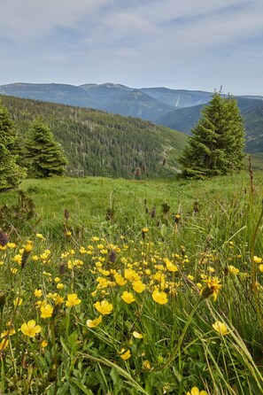 Eine Berglandschaft mit einem Feld aus gelben Blumen und Nadelbäumen.
