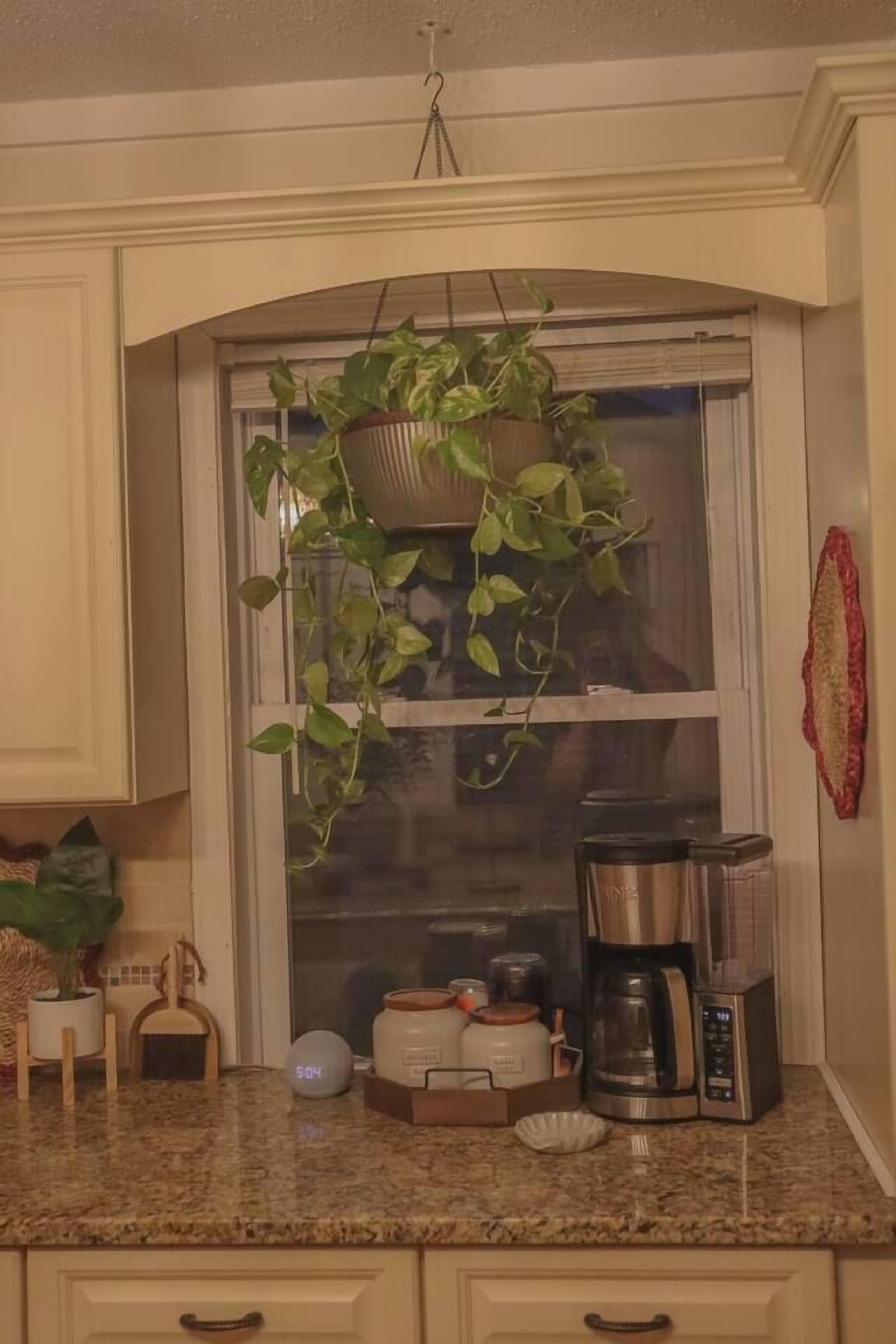 Et køkken med en hængende plante, en kaffemaskine og et ur på disken.