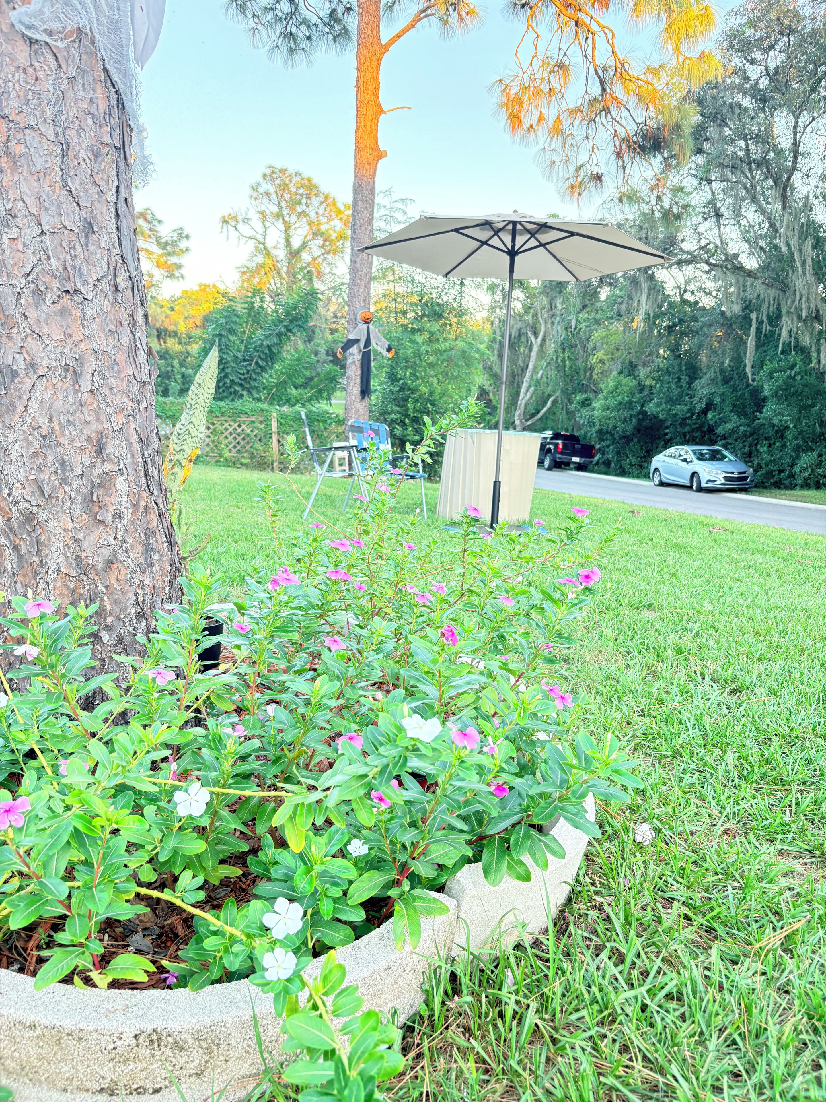 Un espace jardin comprenant un arbre, un bac à fleurs en béton, une pelouse et une voiture garée.