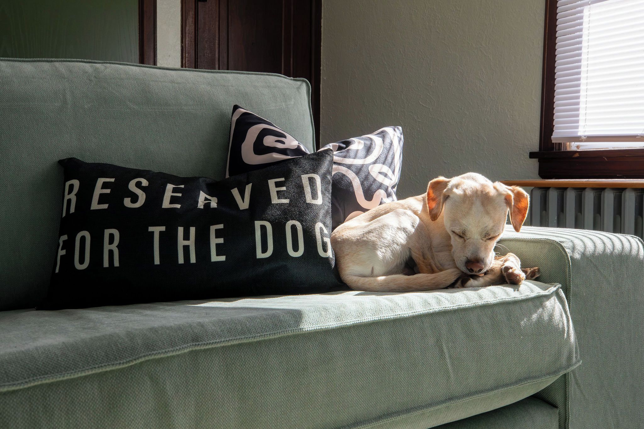 A dog resting on a green sofa with a pillow that reads 'RESERVED FOR THE DOG'.
