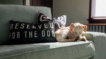 A dog resting on a green sofa with a pillow that reads 'RESERVED FOR THE DOG'.