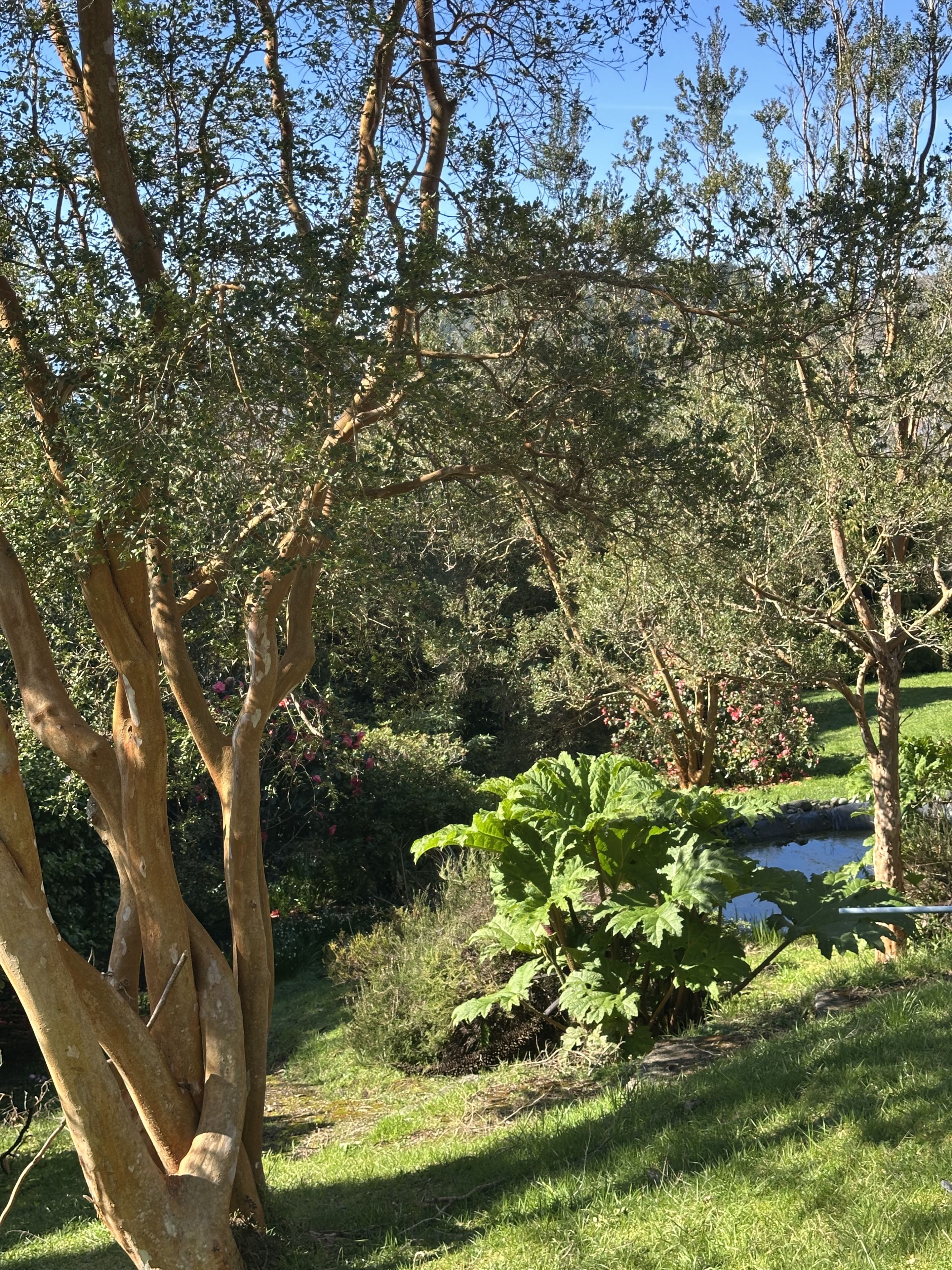 Un paisaje natural con árboles, un estanque y una zona cubierta de césped.