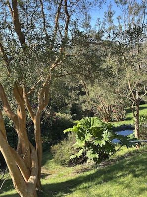 Un paisaje natural con árboles, un estanque y una zona cubierta de césped.
