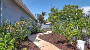 Um jardim residencial com um caminho curvo, diversas plantas e um balde branco.