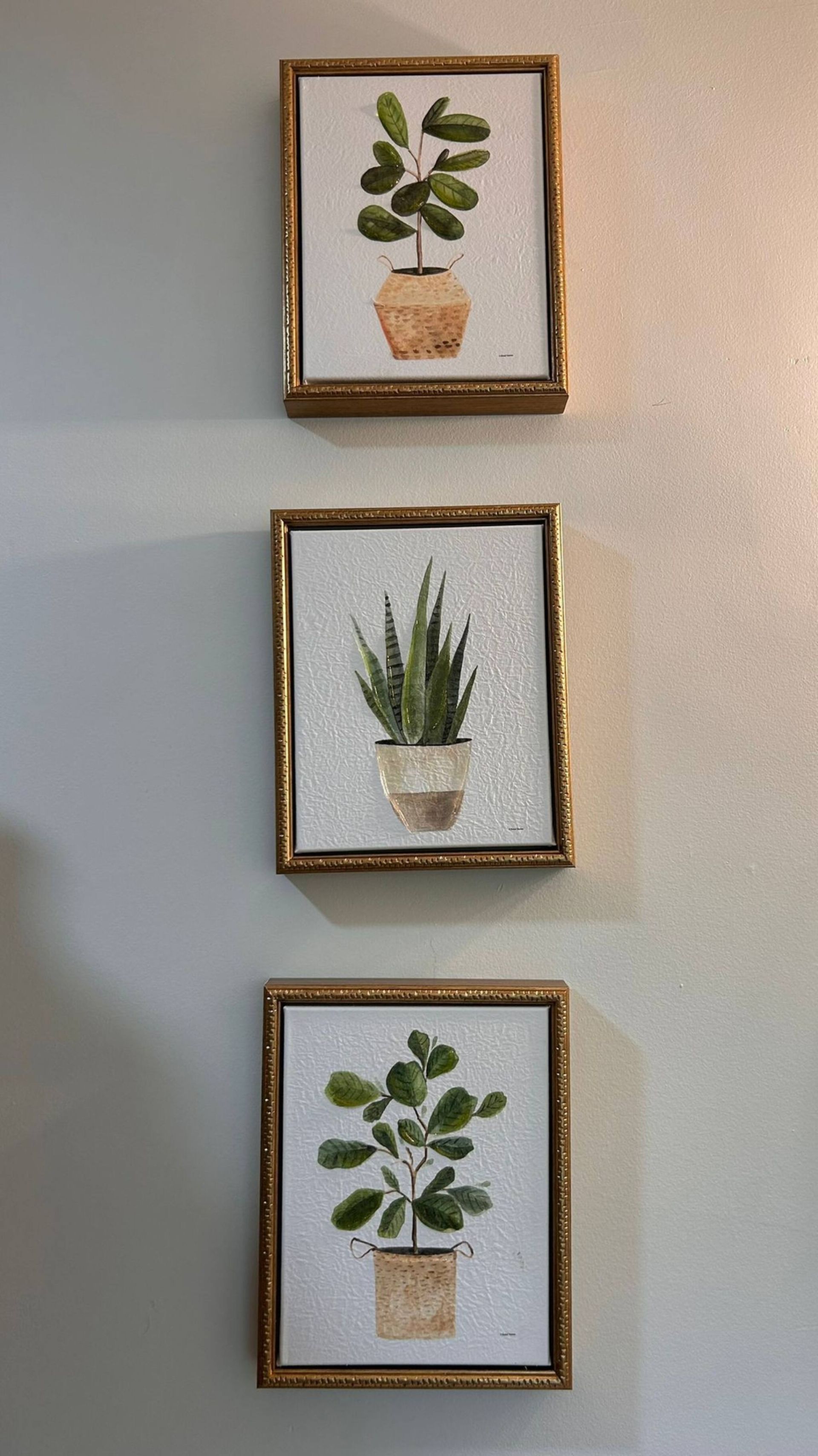 Tres ilustraciones botánicas enmarcadas en una pared.