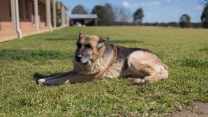 Un chien allongé sur l’herbe devant un bâtiment doté d’une allée couverte.