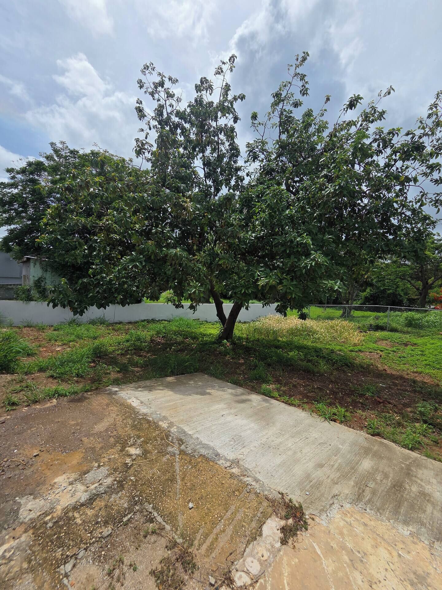 A tree-lined pathway with a concrete edge, grassy areas, and a fence in the background.