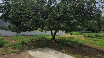 A tree-lined pathway with a concrete edge, grassy areas, and a fence in the background.