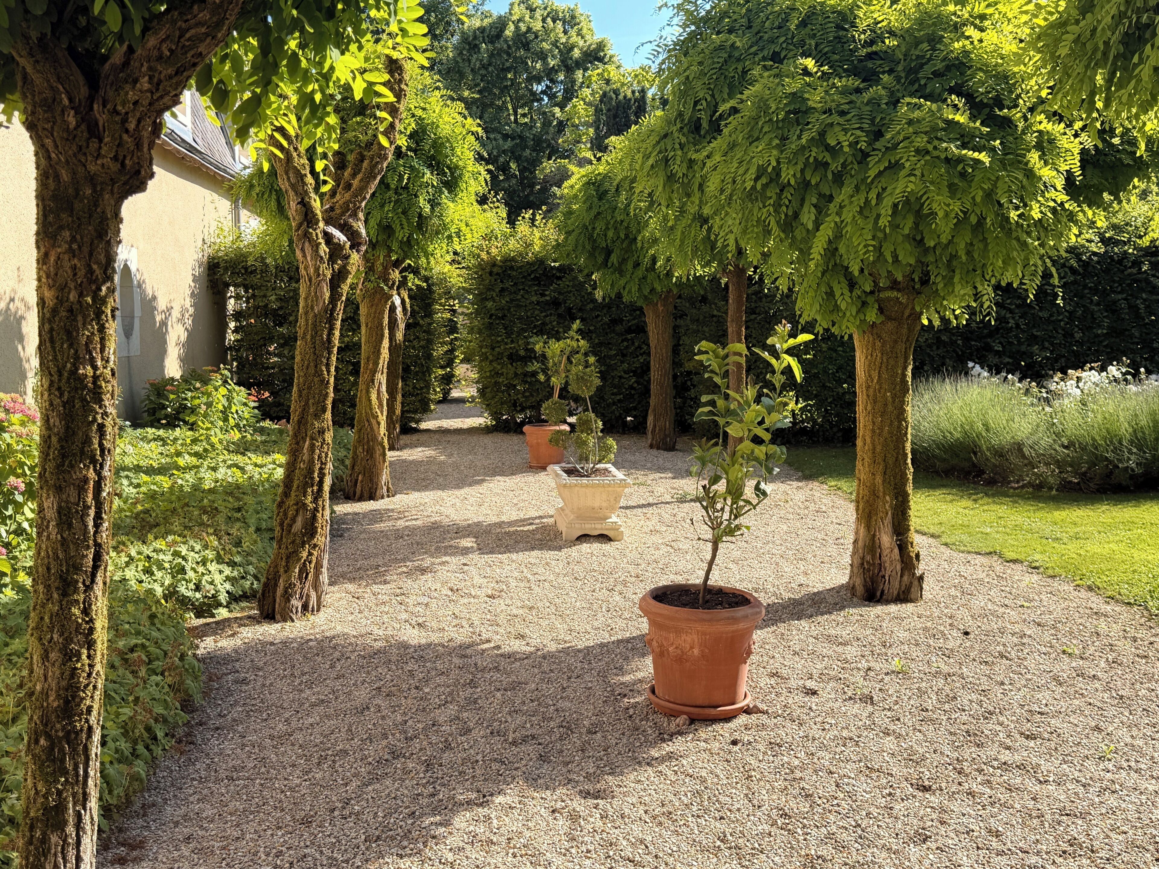A gravel pathway flanked by trees and potted plants, leading to a building with a white facade.