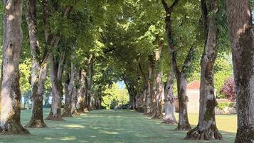 Une rangée d’arbres avec une pelouse bien entretenue entre eux.