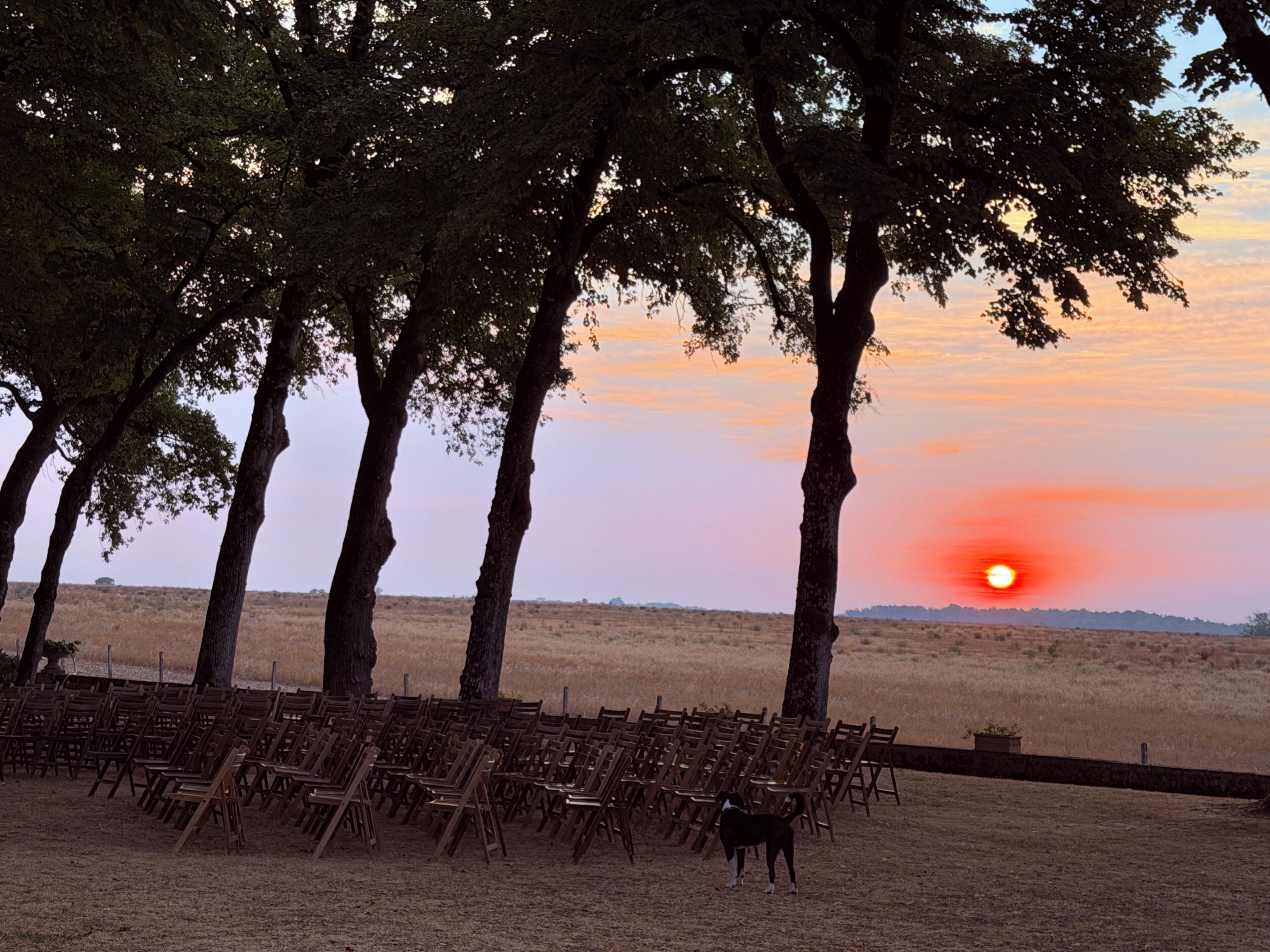 An outdoor seating area with chairs arranged in rows, a dog, and trees with a sunset in the background.