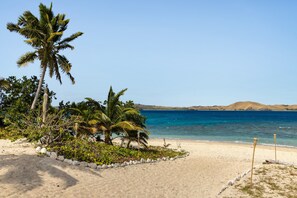 A beach with palm trees, a clear sky, and a calm sea.