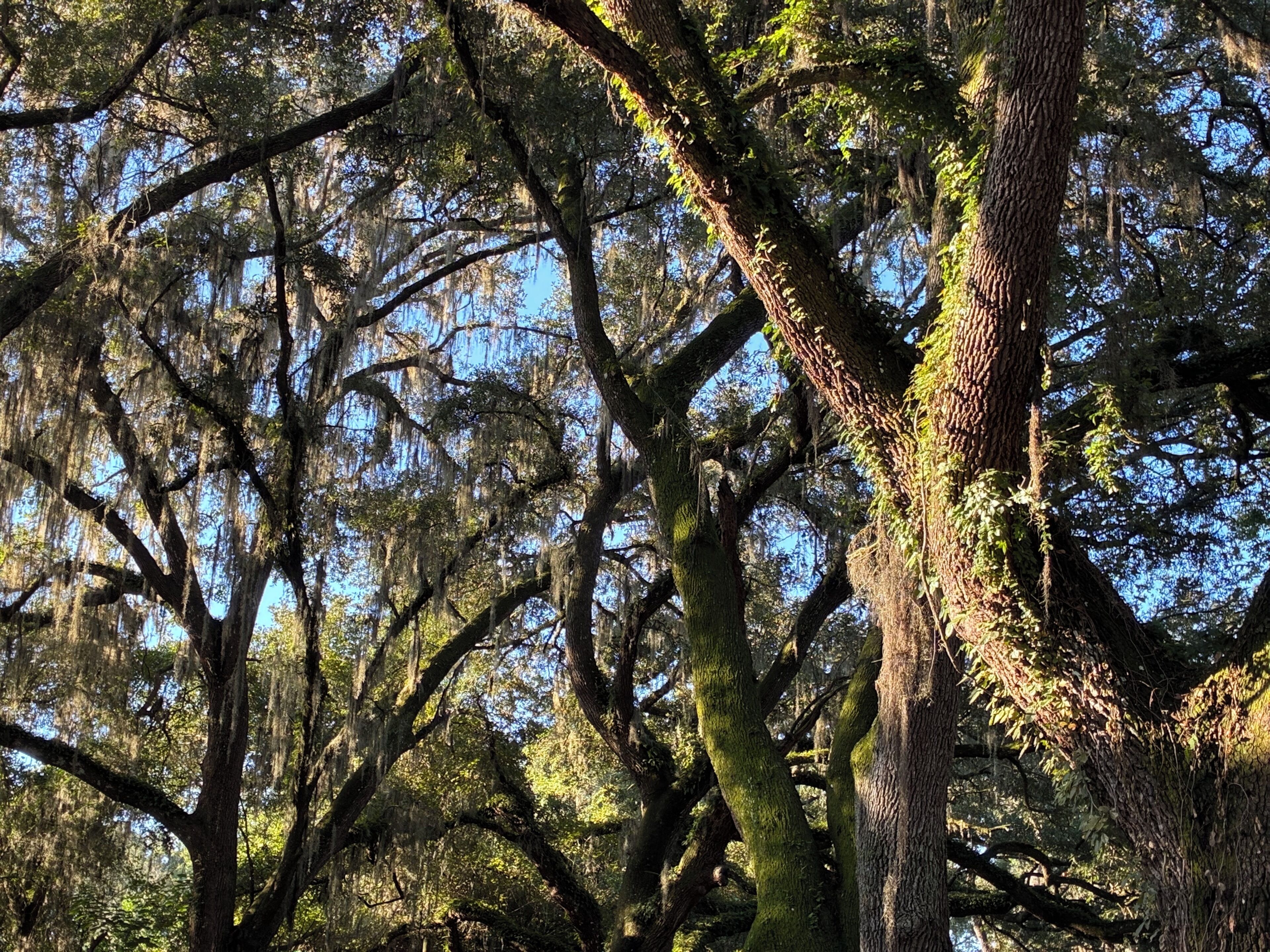 A dense forest with large trees and hanging moss.