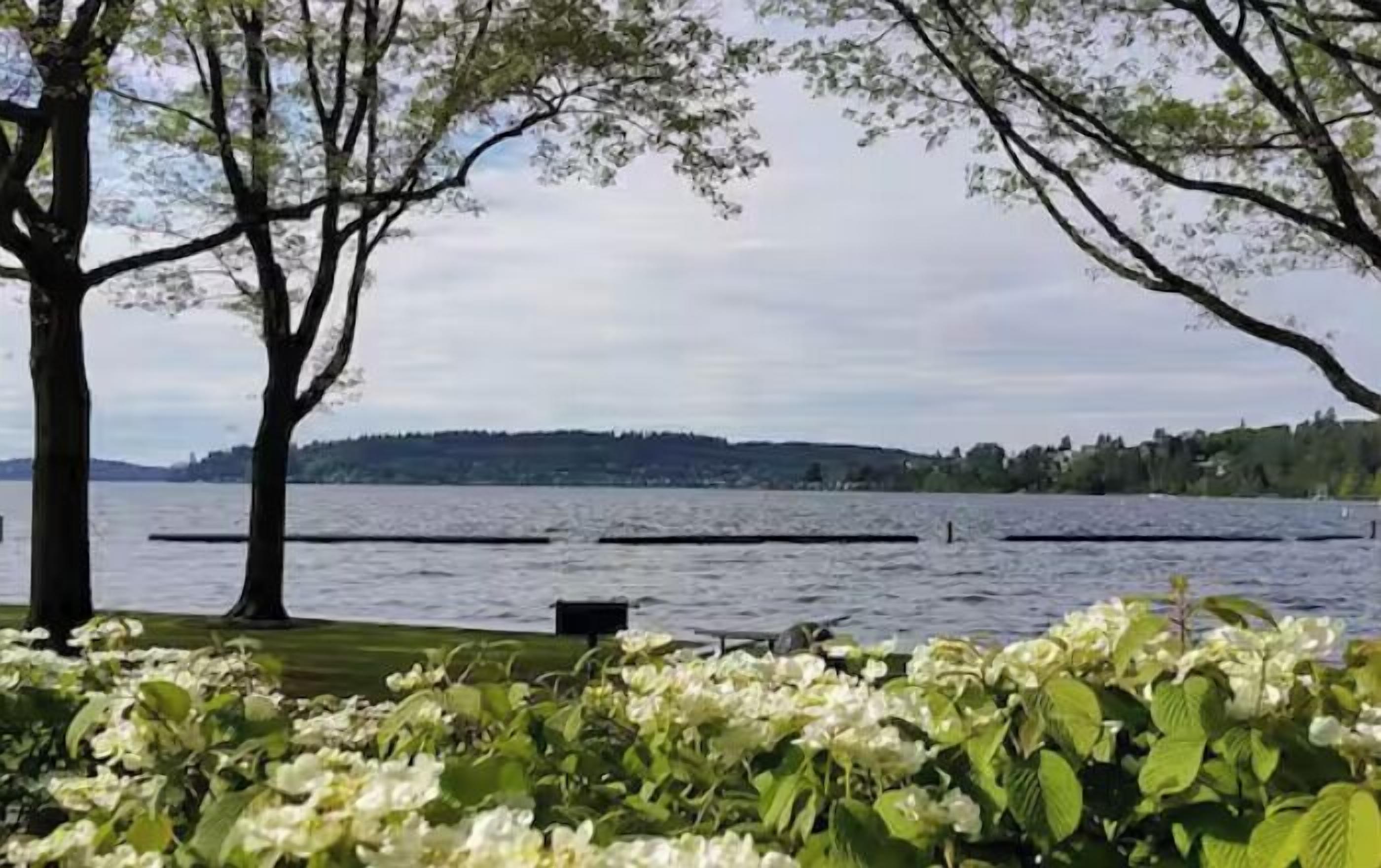 A waterfront view with trees and a body of water.