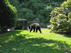 Ein Bär in einer grasbewachsenen Anlage mit dichter Vegetation im Hintergrund.
