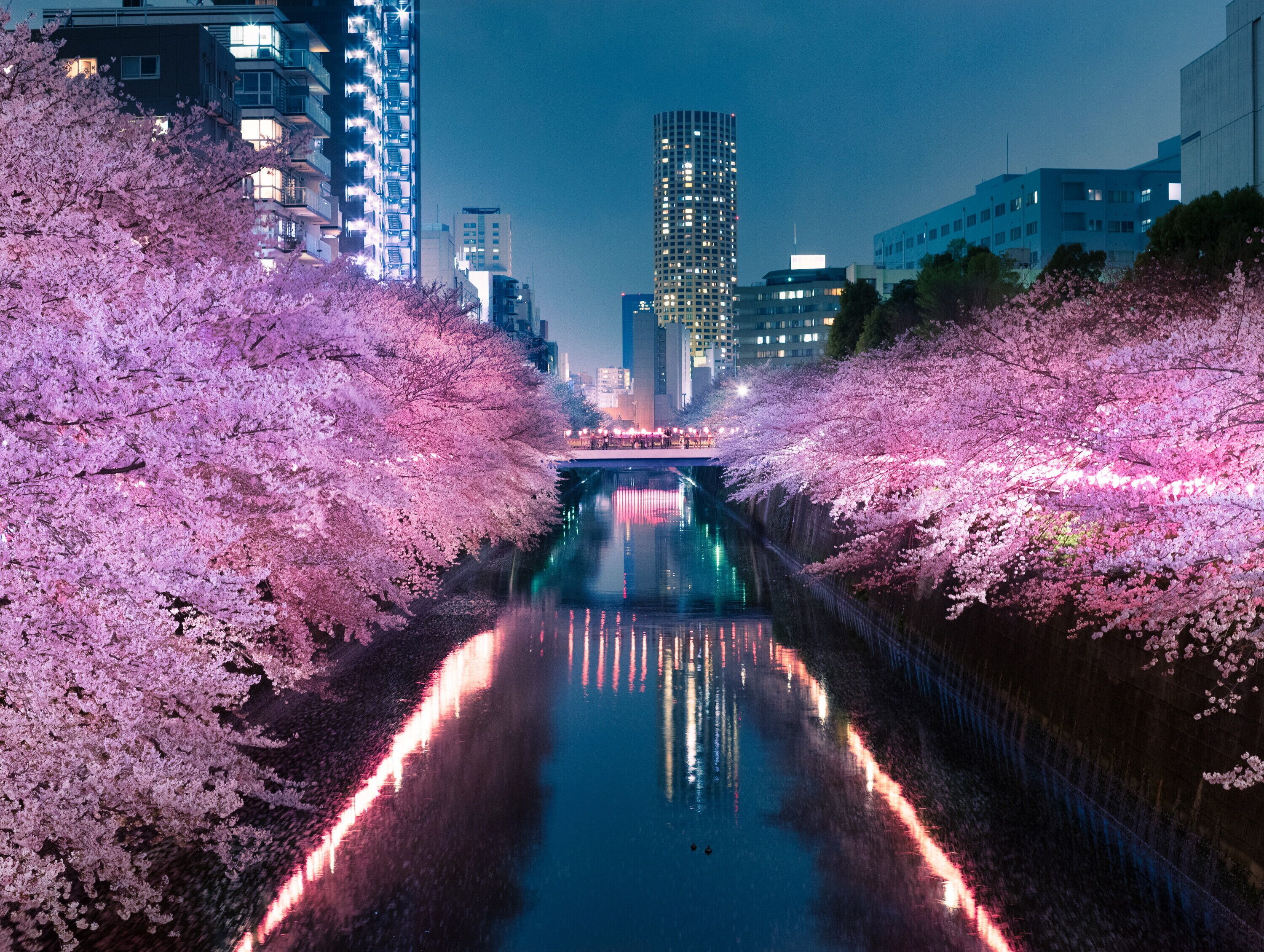 A nighttime view of a cityscape with a waterway flanked by cherry blossom trees.