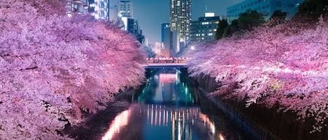 A nighttime view of a cityscape with a waterway flanked by cherry blossom trees.