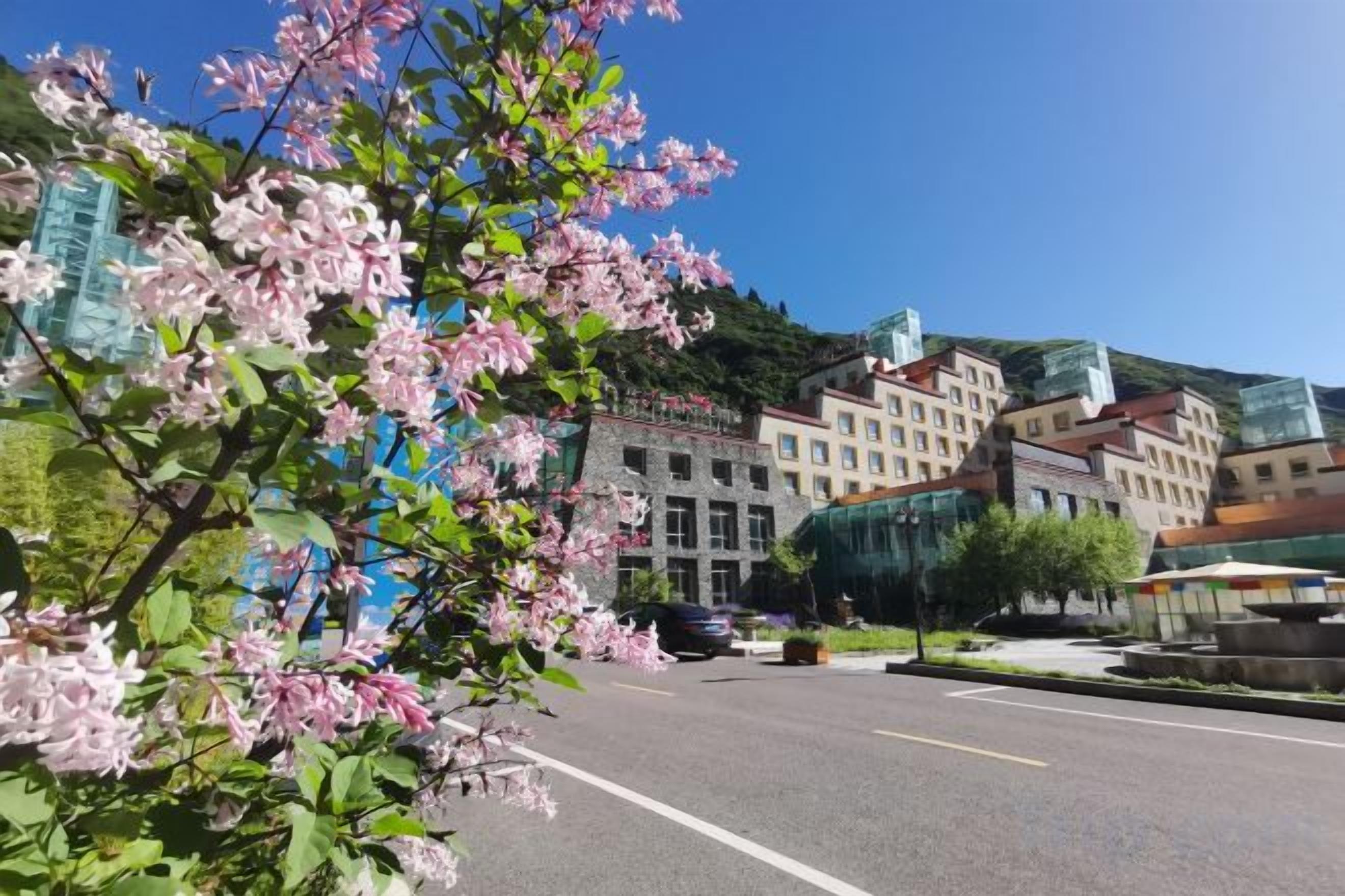 A street with buildings, a clear sky, and a tree with pink flowers.