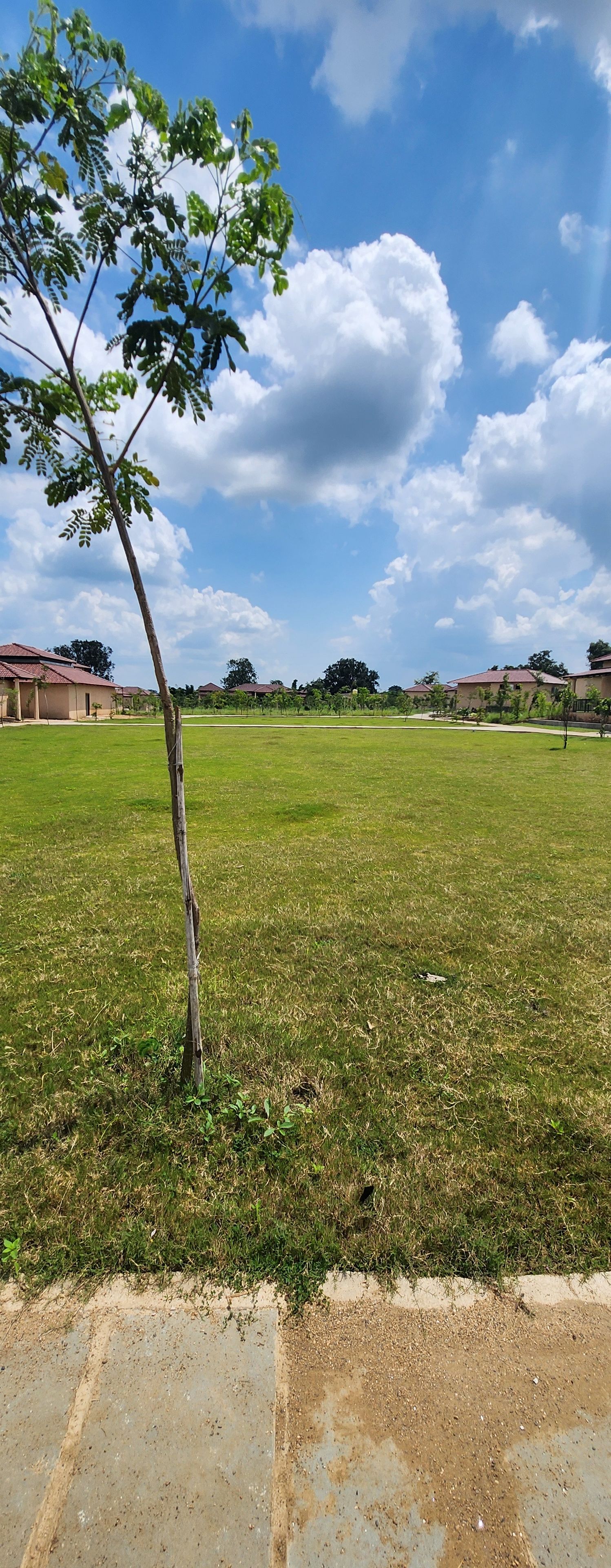 A grassy field with a single tree, a clear sky, and distant buildings.