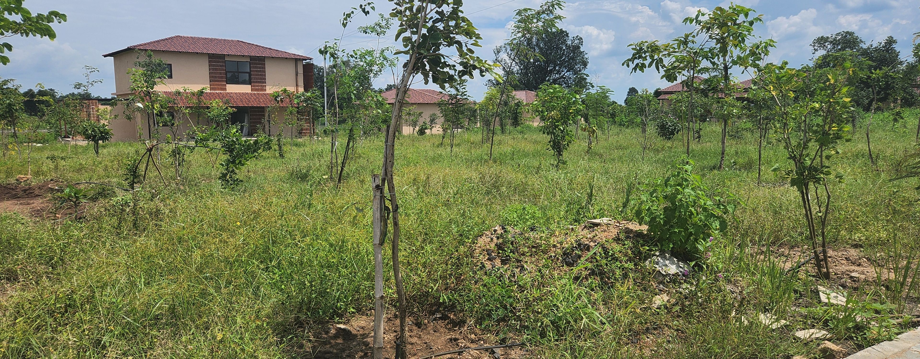 A residential area with houses and young trees.