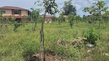 A residential area with houses and young trees.