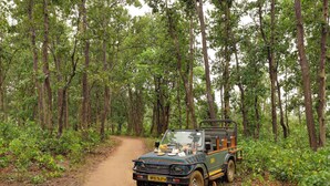 Un vehículo todoterreno verde estacionado en un camino de tierra en un bosque.