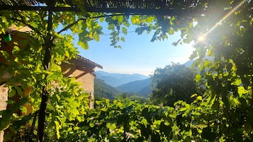 A vineyard with a stone building and a view of distant mountains.