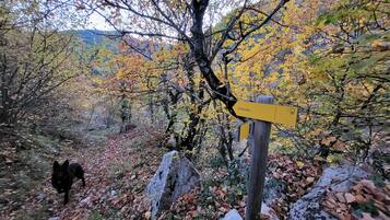 A forested area with a yellow signpost indicating a trail.