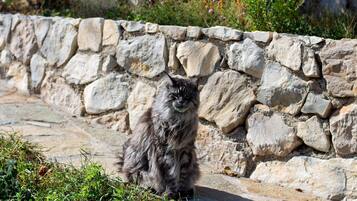 A stone wall with a cat sitting in front of it.