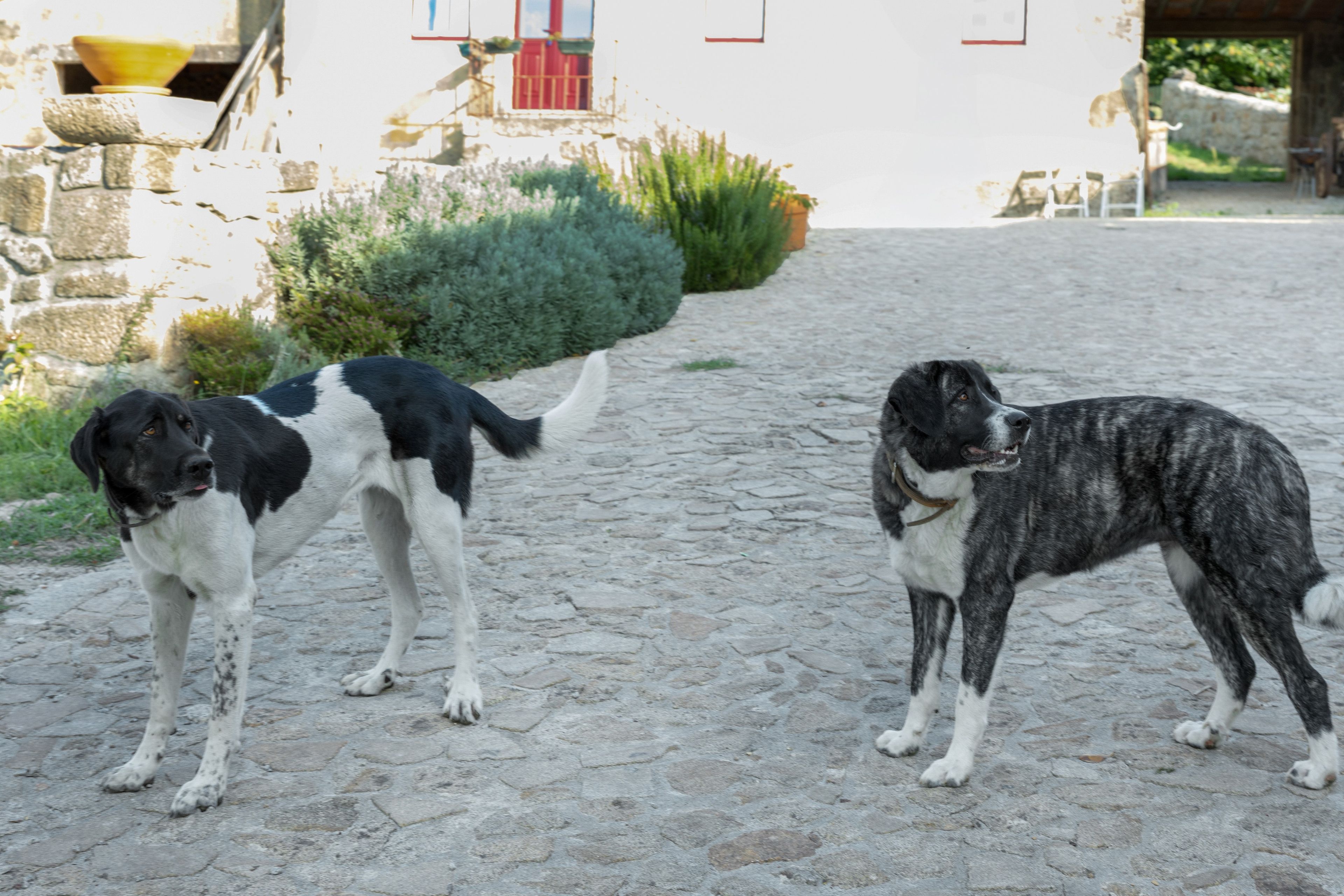 Dos perros en un camino adoquinado con un edificio al fondo.