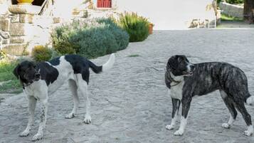 Dos perros en un camino adoquinado con un edificio al fondo.