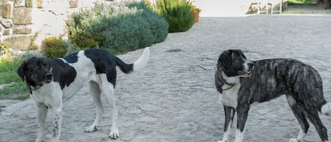 Two dogs on a cobblestone path with a building in the background.