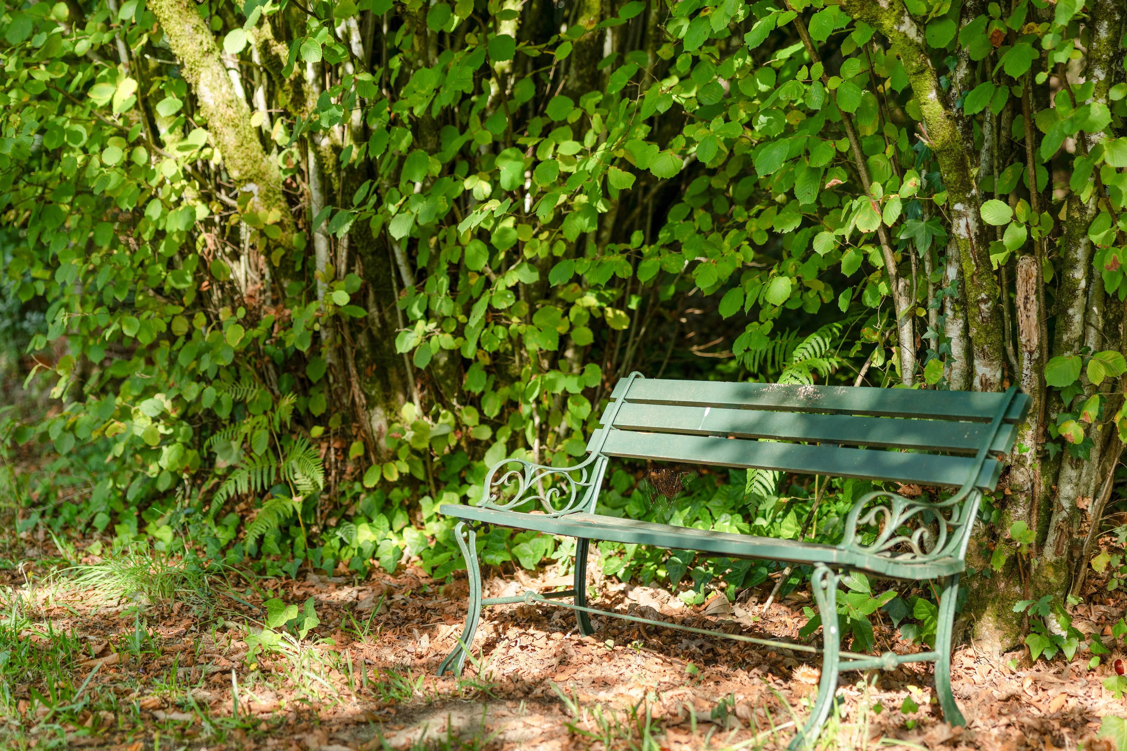 Un banc de parc entouré d’un feuillage dense et d’arbres.