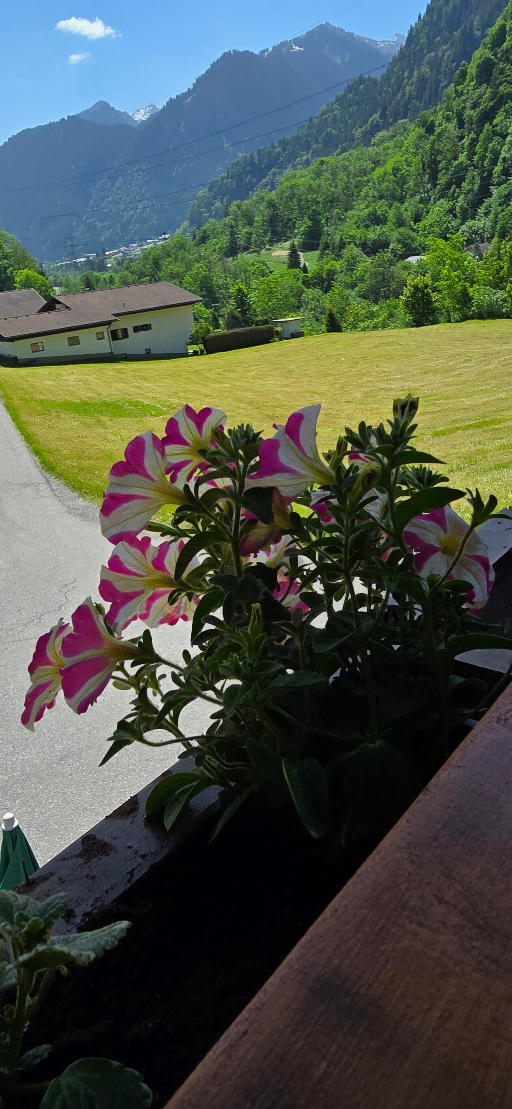 Un jardin fleuri avec vue sur les montagnes.