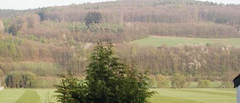 A rural landscape with a large coniferous tree in the foreground, a grassy field, and a hill with dense forest in the background.