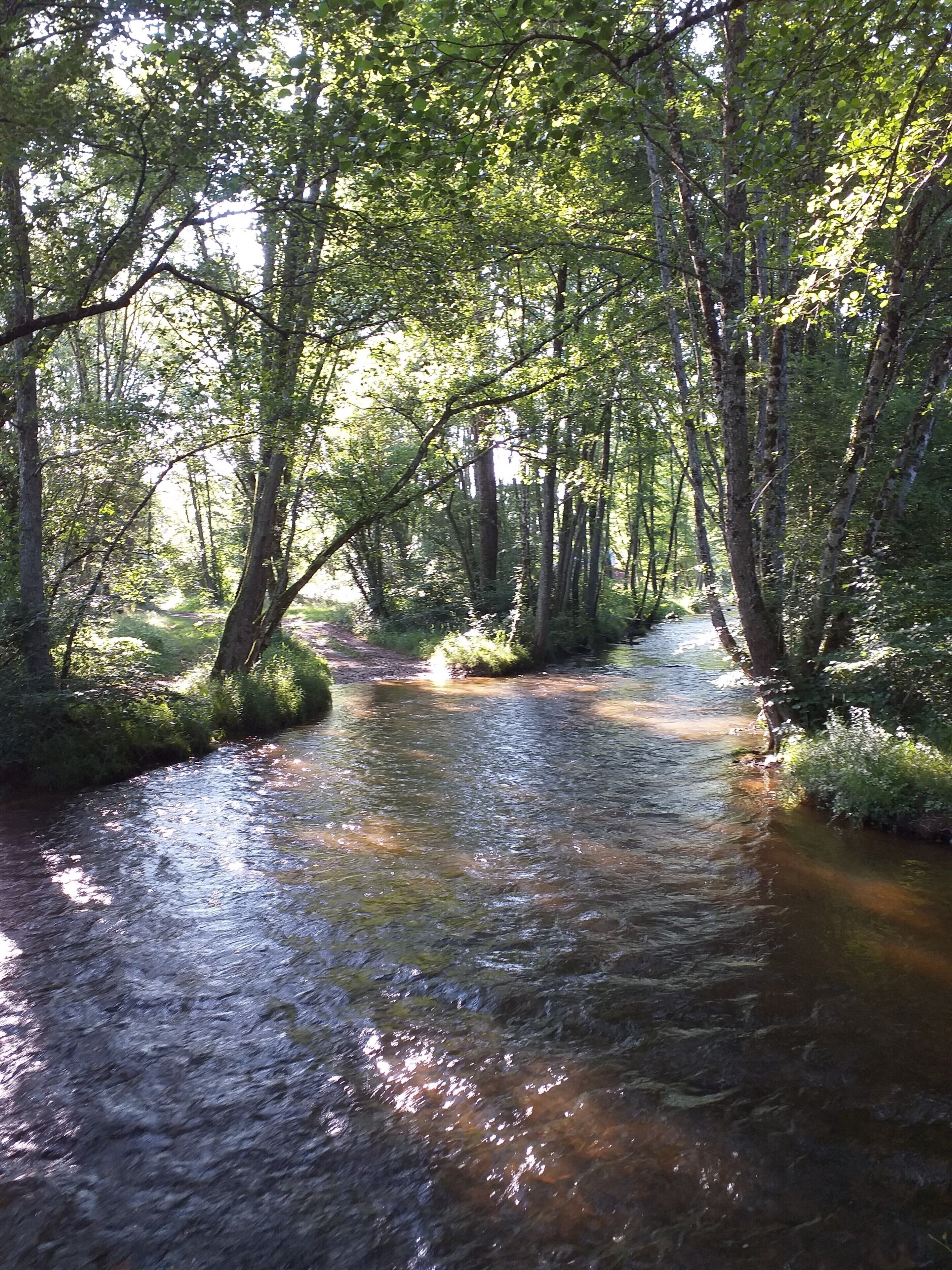 Un área boscosa con un arroyo.
