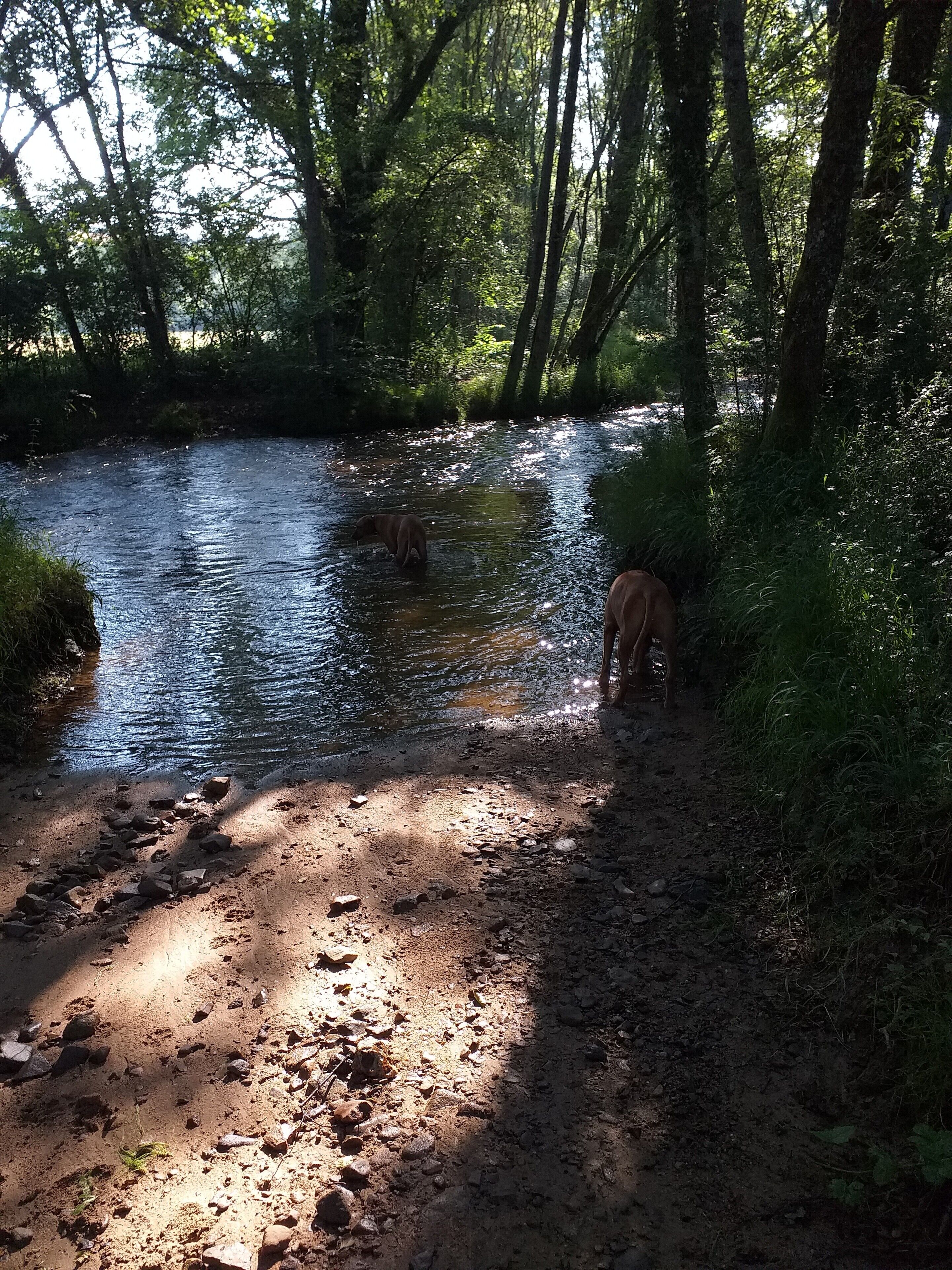 Een rivier met een rotsachtige oever en bomen op de achtergrond.