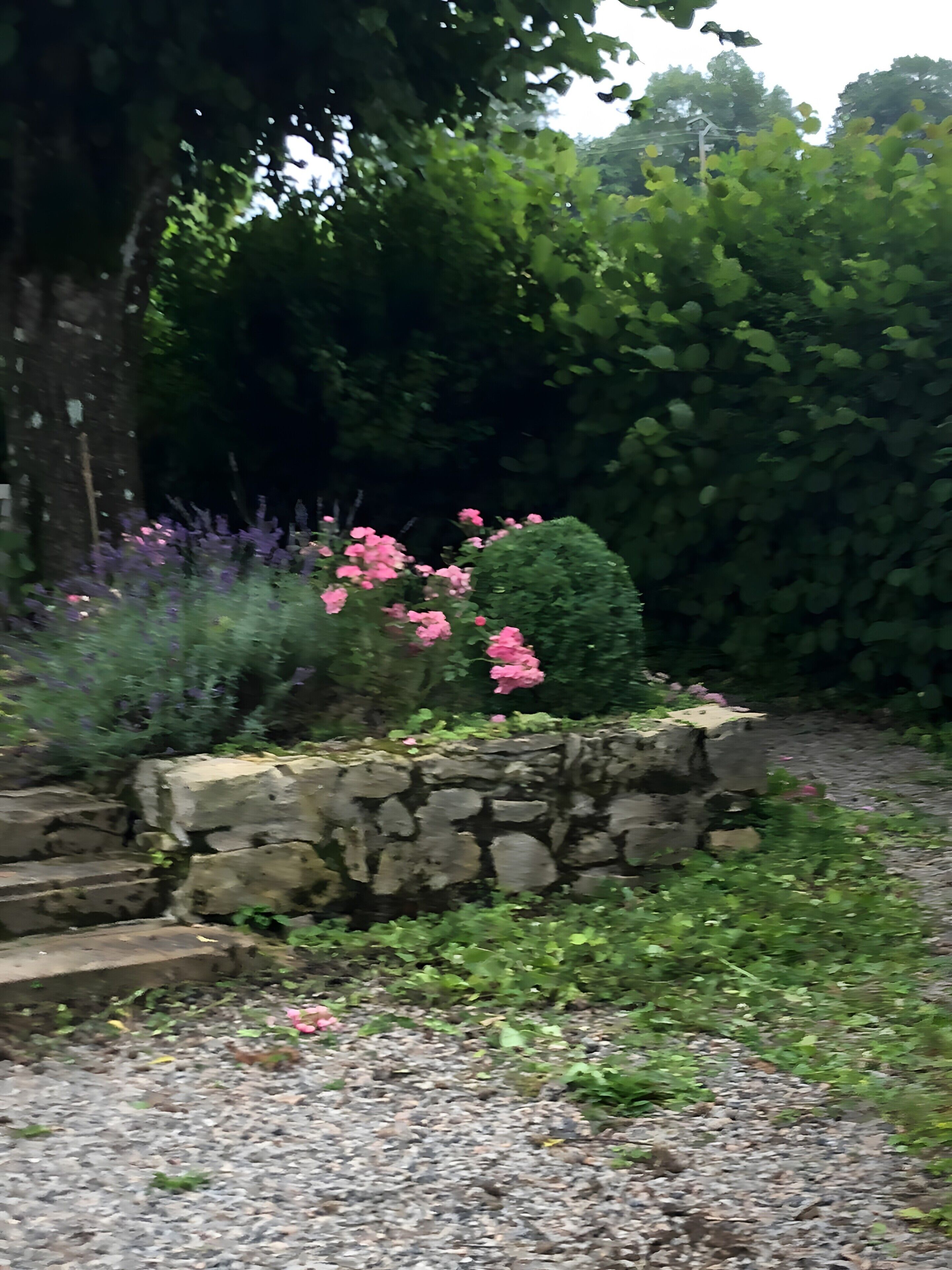 Um jardim com um muro de pedra, caminho de cascalho e diversas plantas, incluindo flores cor-de-rosa.