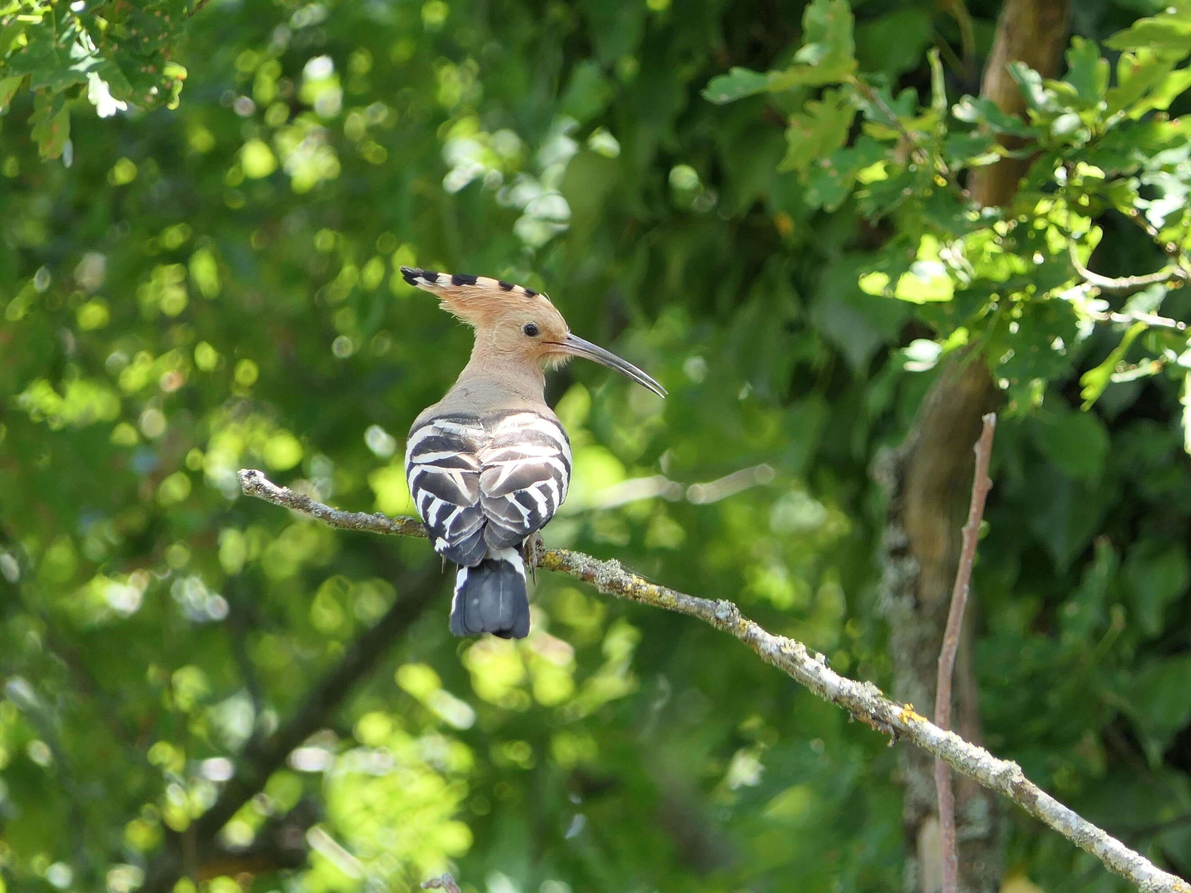 Een vogel zit op een tak.