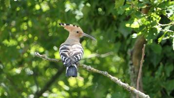 Een vogel zit op een tak.