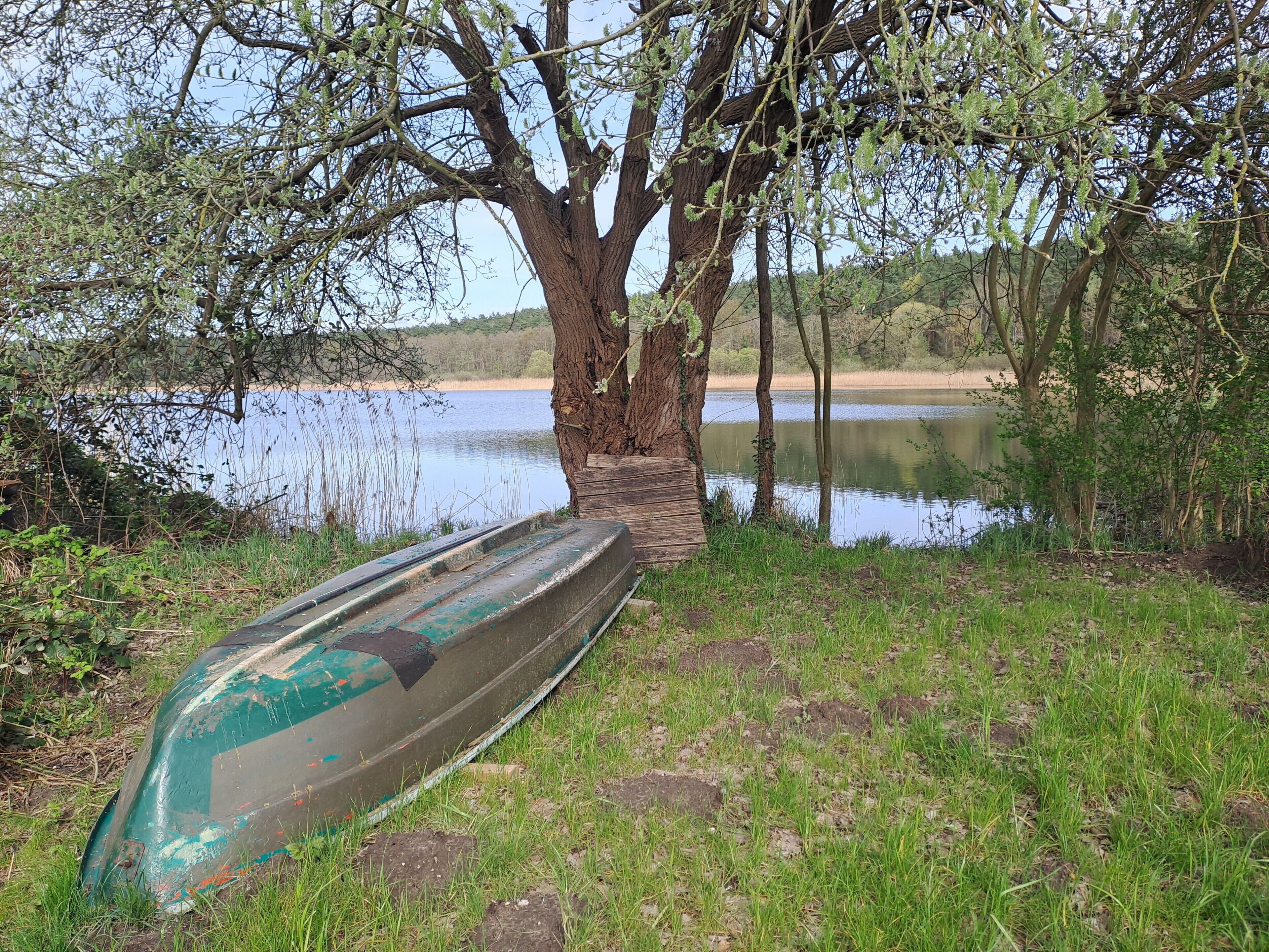 Ein Boot, an einem Baum an einem ruhigen See mit grasbewachsenen Ufern vertäut.