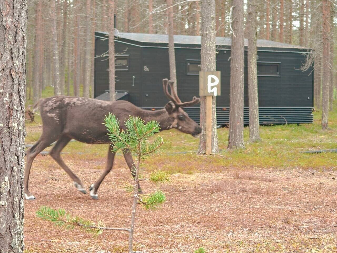 Deluxe-chalet | Näkymä huoneesta
