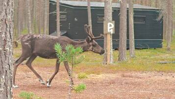 A deer walking in a forested area with a cabin in the background.