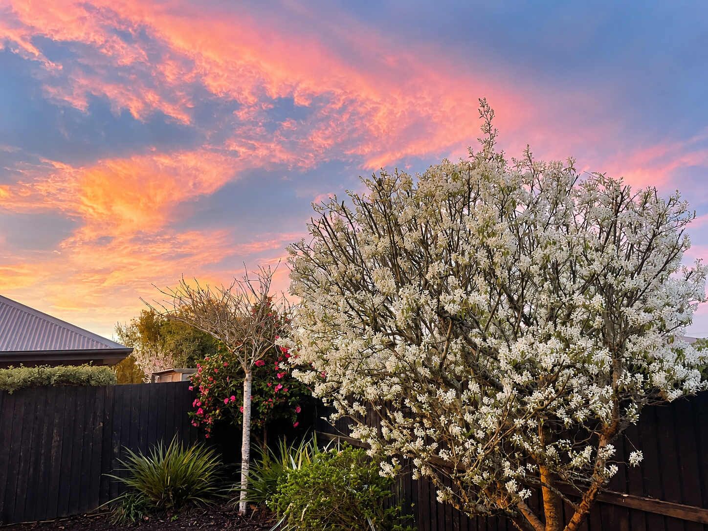 A tree with white flowers in a backyard during sunset.