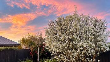A tree with white flowers in a backyard during sunset.