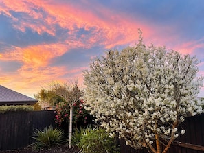 A tree with white flowers in a backyard during sunset. - Spacious 4BR Retreat | Halswell Domain Park & Lake (Christchurch)