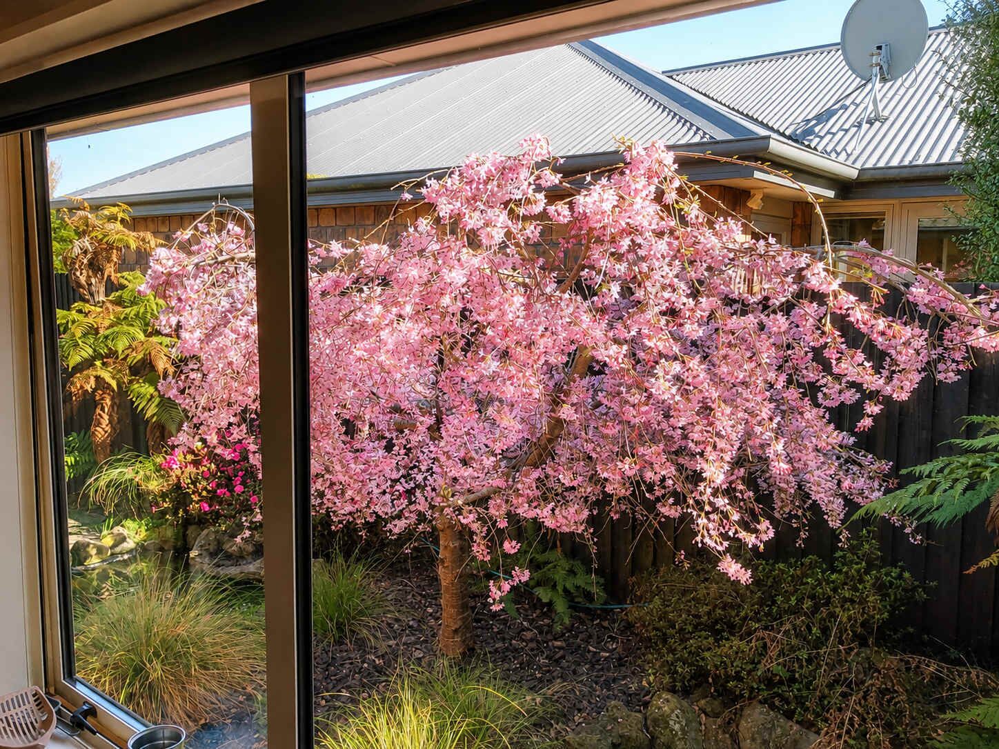 A view through a window of a house with a cherry blossom tree in full bloom.