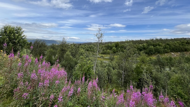 Un paisaje natural con diversa vegetación y cielo despejado.